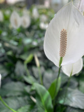 Load image into Gallery viewer, SPATHIPHYLUM -GIANT PEACE LILY - 300MM POT