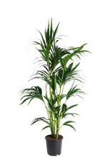 Load image into Gallery viewer, KENTIA PALM - 300MM POT
