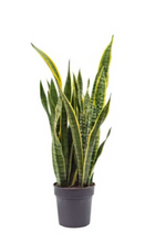 Load image into Gallery viewer, SANSEVIERIA MOTHER IN LAW&#39;S TONGUE - 300MM