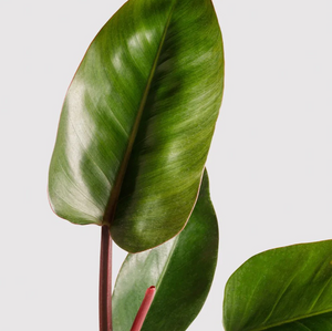 PHILODENDRON - CONGO -300MM POT
