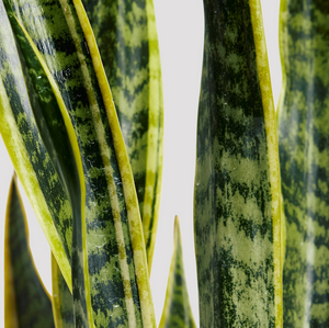 SANSEVIERIA MOTHER IN LAW'S TONGUE - 300MM