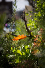 Load image into Gallery viewer, BEE MIX SEED - BOMBS