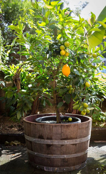 Growing Fruit Trees in recycled Wine barrels
