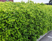 Load image into Gallery viewer, Viburnum Oderatisimum
