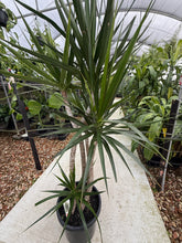 Load image into Gallery viewer, DRACAENA MARGINATA-300MM POT