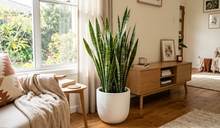 Load image into Gallery viewer, SANSEVIERIA MOTHER IN LAW'S TONGUE - 300MM