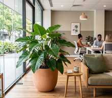 Load image into Gallery viewer, PHILODENDRON - Green -300MM