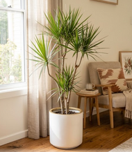 Load image into Gallery viewer, DRACAENA MARGINATA-300MM POT