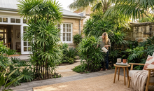 Load image into Gallery viewer, RHAPHIS PALM - 300MM POT