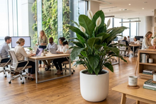 Load image into Gallery viewer, SPATHIPHYLUM -GIANT PEACE LILY - 300MM POT
