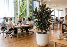 Load image into Gallery viewer, FICUS - RUBBER TREE - 300MM