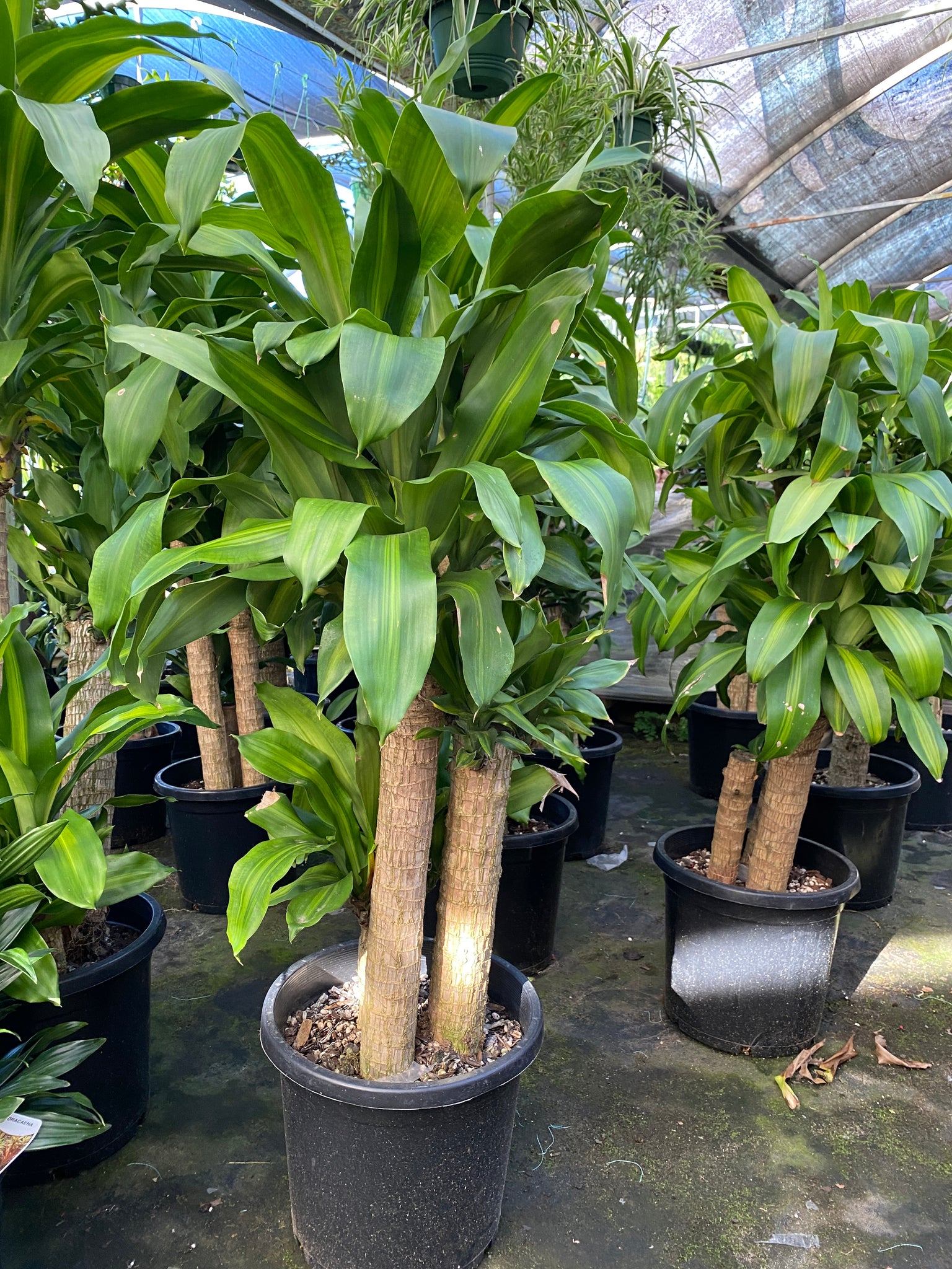 hp dracaena DRACAENA 'Happy Plant' -300MM – The Growing Trend