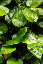 Load image into Gallery viewer, DEVILS IVY- TOTEM - 300MM POT