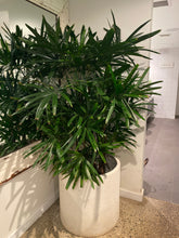 Load image into Gallery viewer, RHAPHIS PALM - 300MM POT