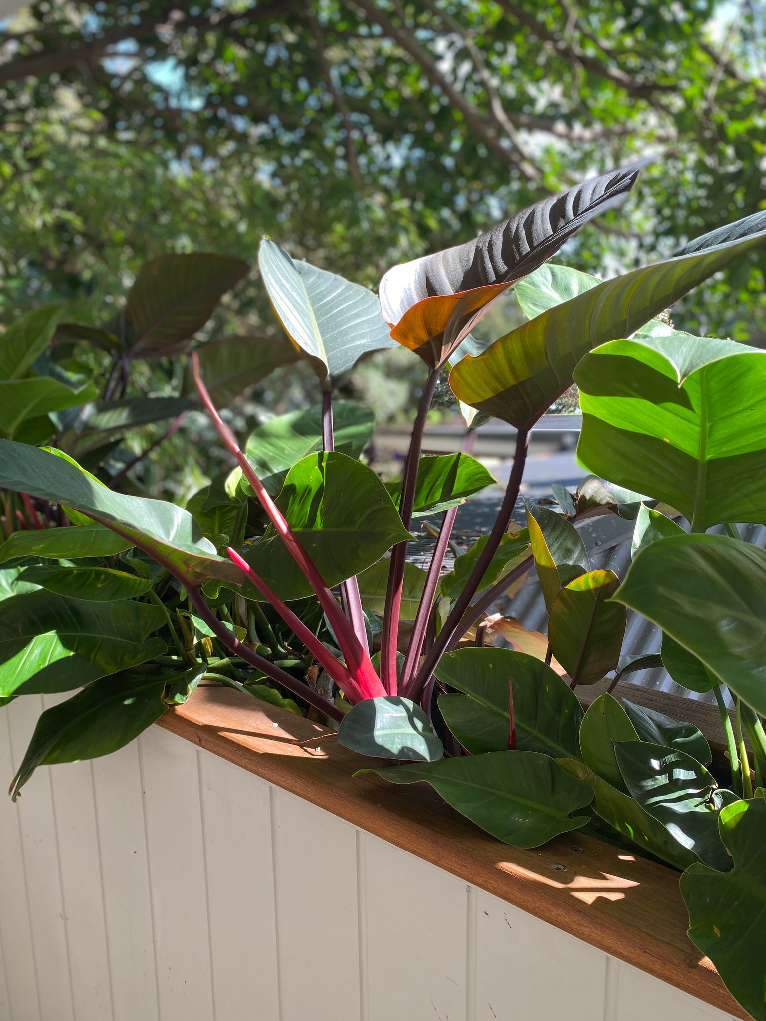 philodendron purple congo PHILODENDRON