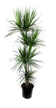 Load image into Gallery viewer, DRACAENA MARGINATA-300MM POT