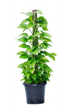 DEVILS IVY- TOTEM - 300MM POT