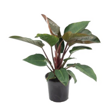 Load image into Gallery viewer, PHILODENDRON - CONGO -300MM POT