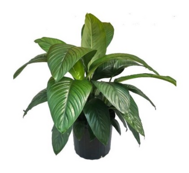 SPATHIPHYLUM -GIANT PEACE LILY - 300MM POT