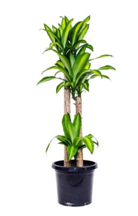DRACAENA 'Happy Plant' -300MM