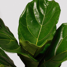 Load image into Gallery viewer, FIDDLE LEAF FIG - 300MM
