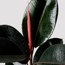 Load image into Gallery viewer, FICUS - RUBBER TREE - 300MM