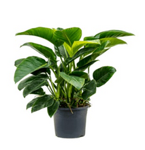 Load image into Gallery viewer, PHILODENDRON - Green -300MM