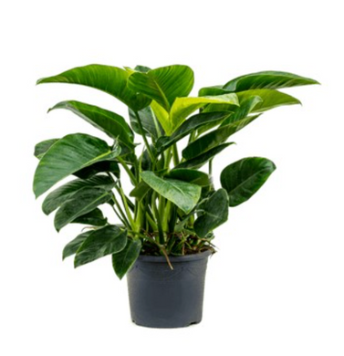 PHILODENDRON - Green -300MM