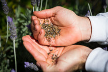 Load image into Gallery viewer, BEE MIX SEED - BOMBS